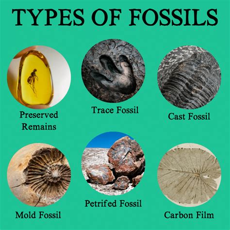 5 main types of fossils.